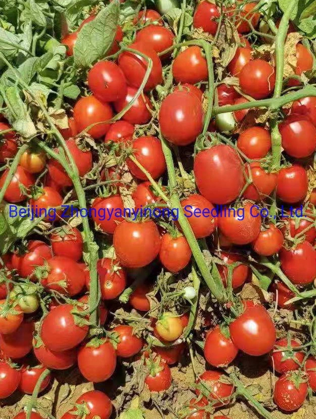 Df12 Big Size Oval Determinate Hybrid Tomato Seeds Vegetable Seeds for Hot Selling