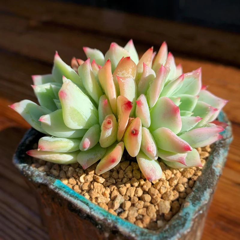 Hotsale Promotion Echeveria Agavoides Maria Succulent Plants Bonsai