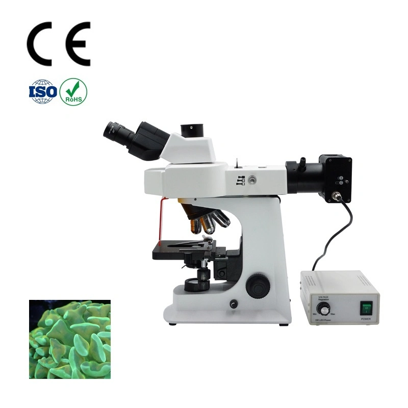 Buy Cheap Fluorescence Microscope in Original Factory