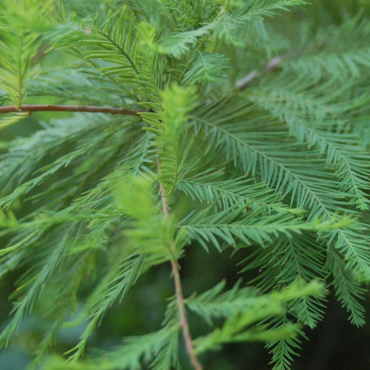 Óleo de Massagem Essencial de Plantas Naturais Orgânicas 100% Puro Óleo Essencial de Cipreste