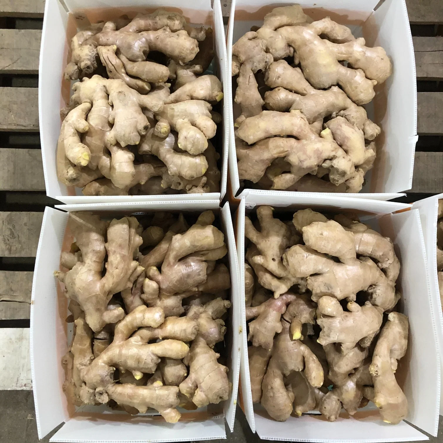 Air Dry Ginger Top Quality 200g Size Net Weight 5kg Box Under 15% Moisture