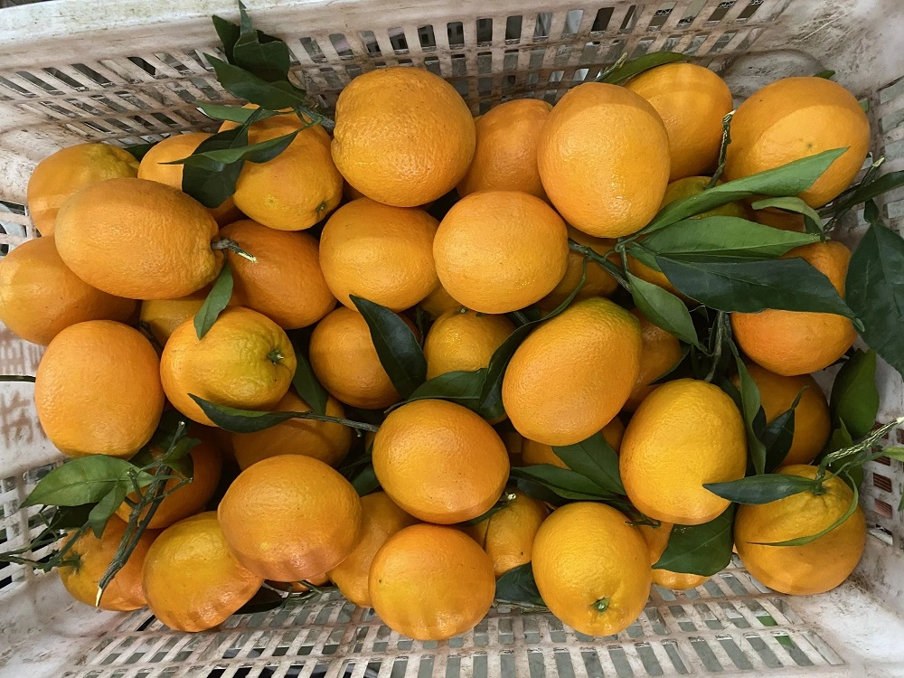 Chinese Fresh Navel Orange From Factory Direct Sale