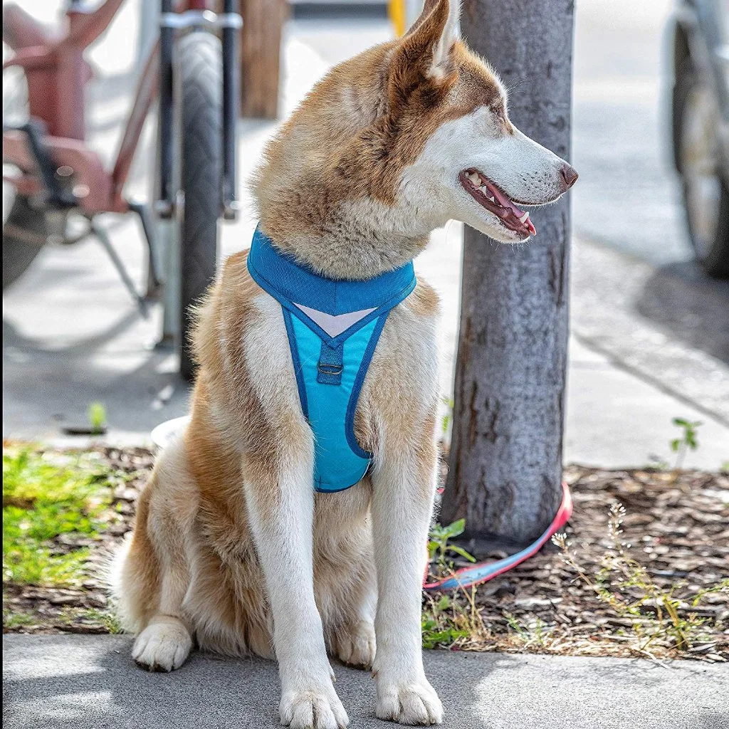 Alquiler de arnés para perros cumple con alquiler de ingeniería de seguridad Recomiendo caminar con arnés acolchado ajustable con cuello en V Diseño