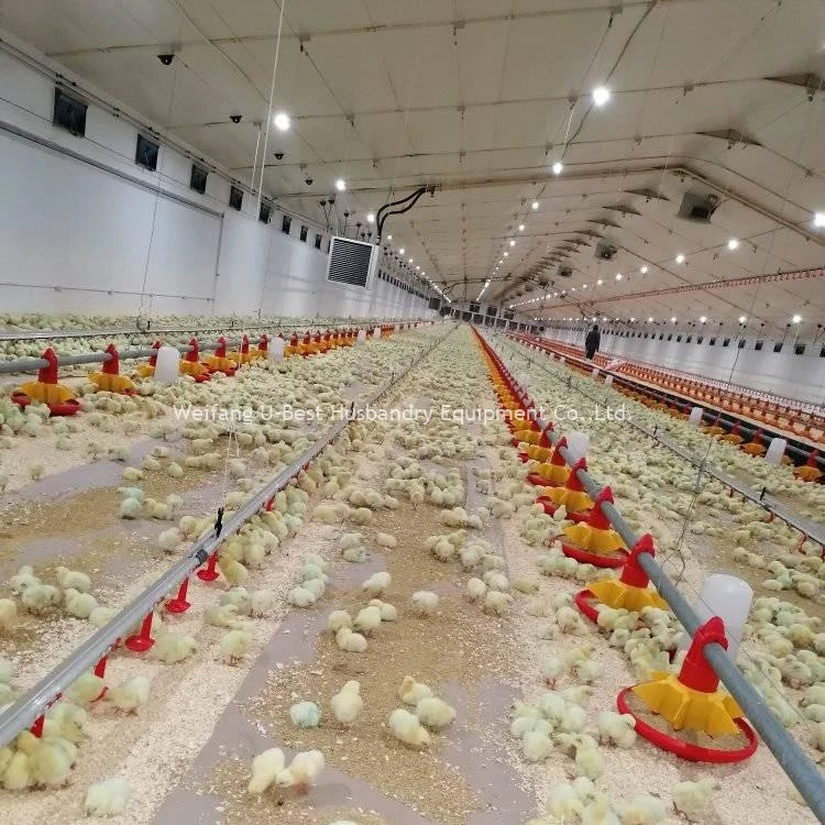Automatic Broiler Chicken Feeding Line System Poultry Farm Equipment
