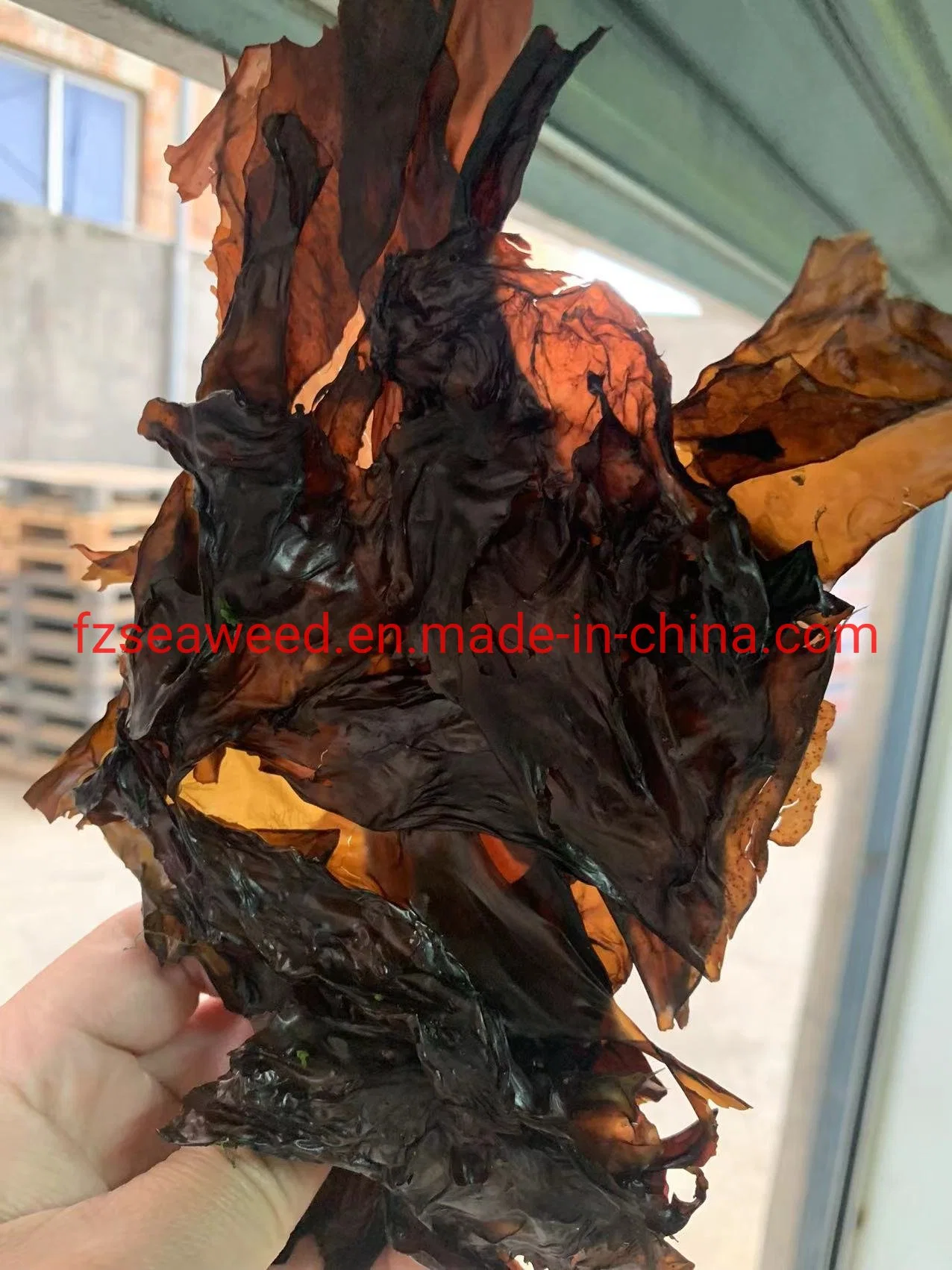 Dried Organic Red Seaweed Palmaria Palmata Flakes Food