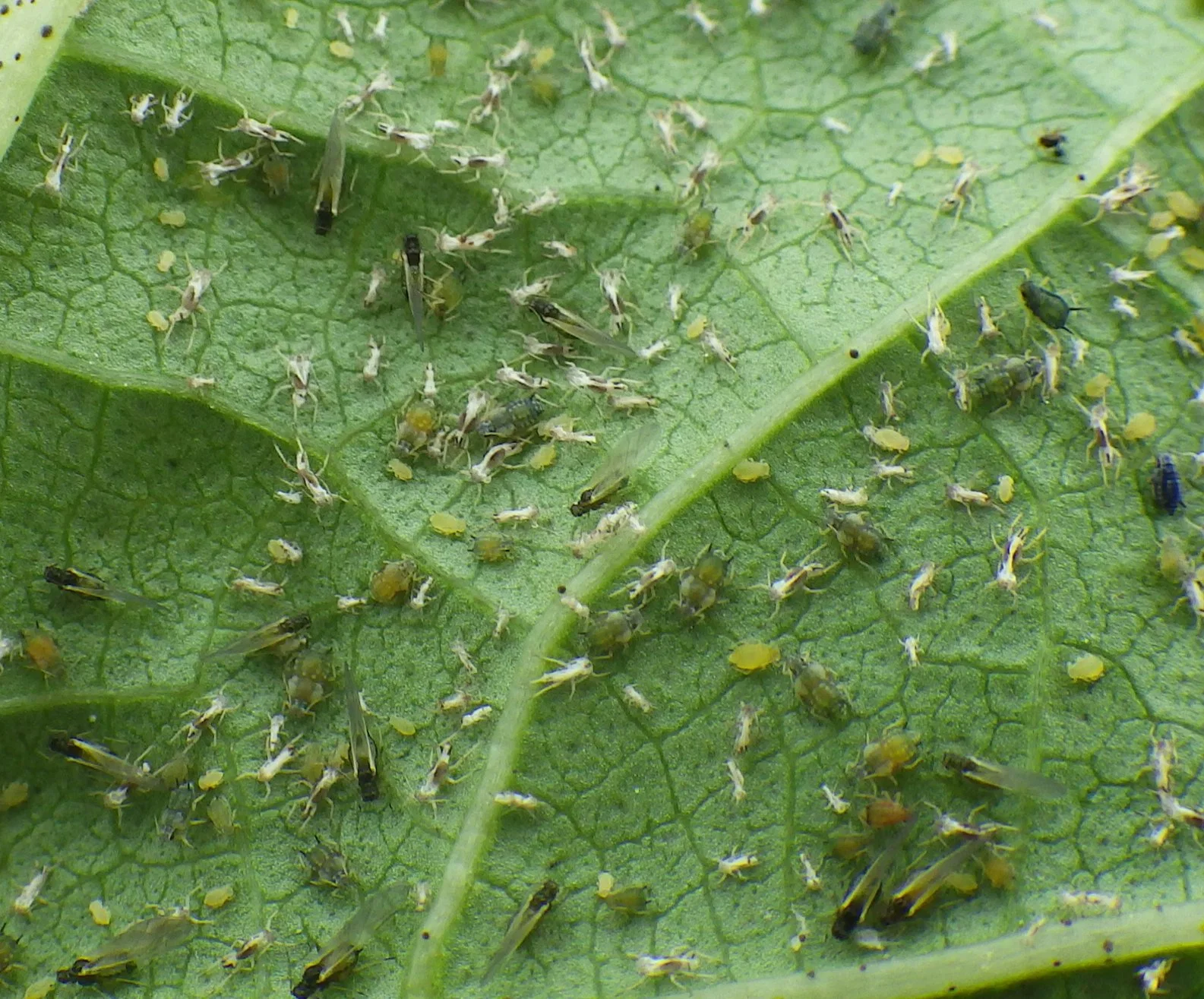 مبيدات الحشرات عالية الفعالية Imidacloprid 20% SL المبيدات الحشرية 138261-41-3
