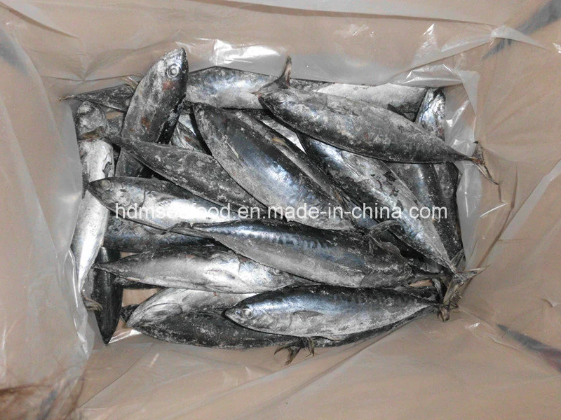 Toda a rodada congelados peixes de Bonito (Euthynnus affinis)