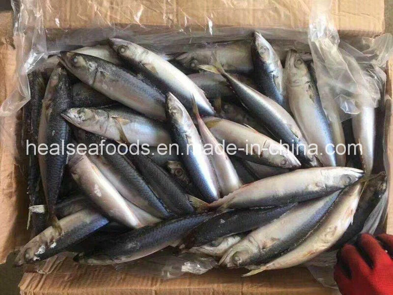 Good Quality of Frozen Pacific Mackerel