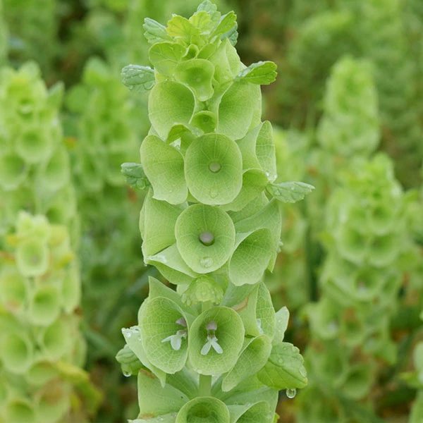 Touchhealthy Supply Moluccella Laevis Seeds