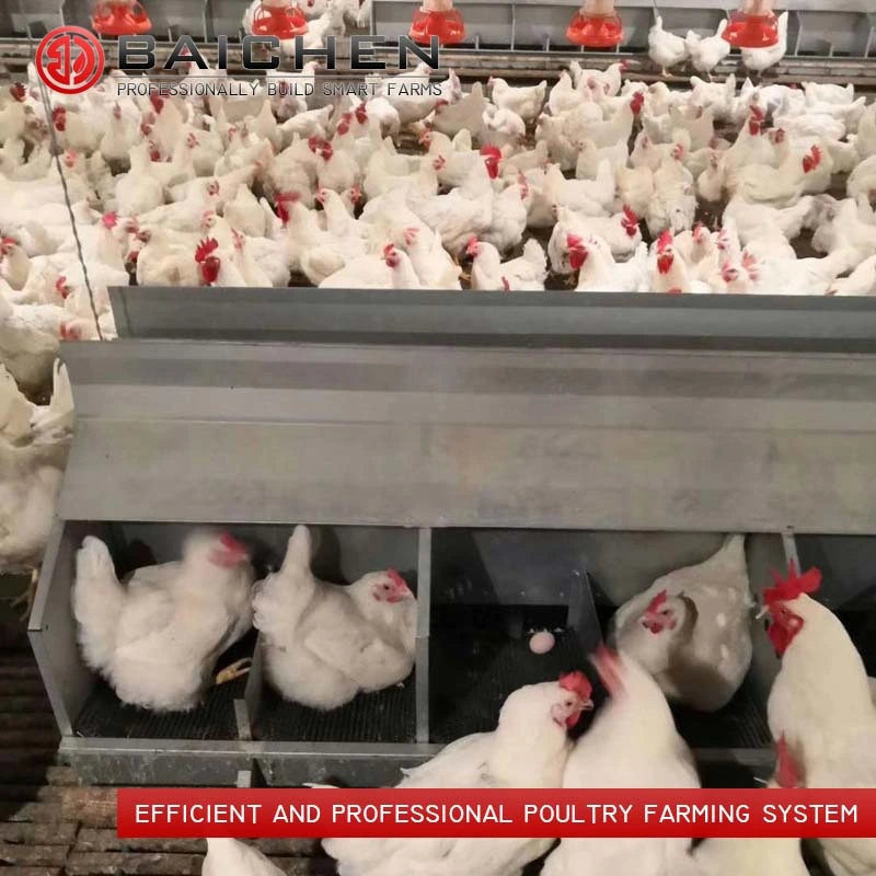 El equipo de pollo criador de cría de alimentador de Sistema de alimentación de pollos de granja avícola