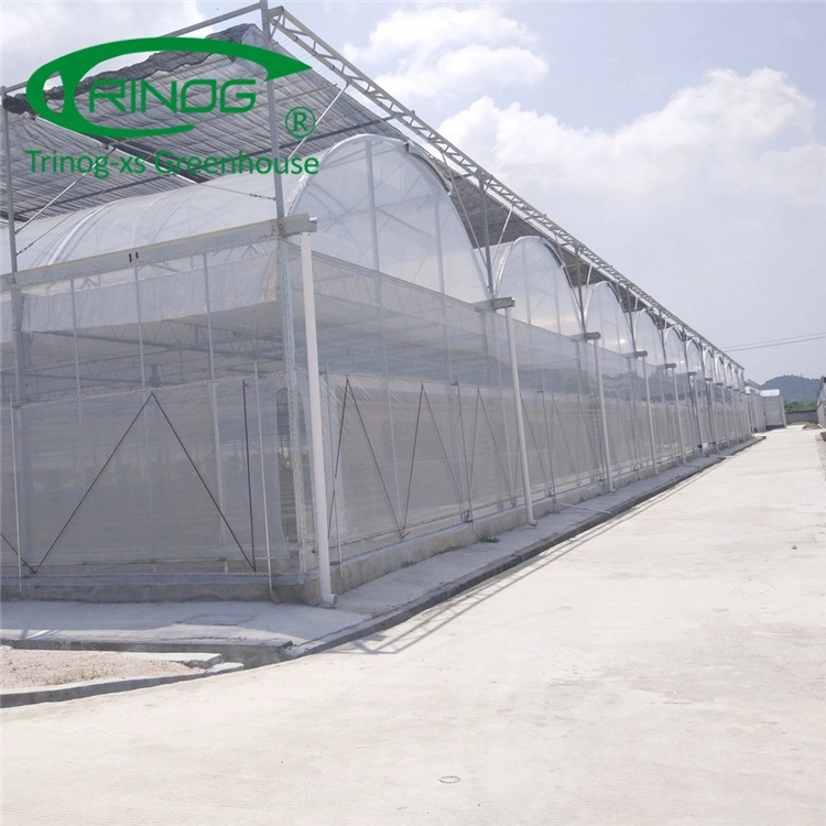 Structure Multi-Span Film Agriculture Greenhouse