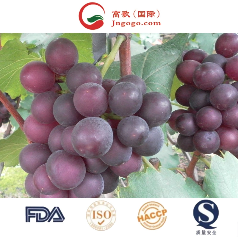 Kyoho Grape fresco de Lujo Embalaje de miel Alimentos