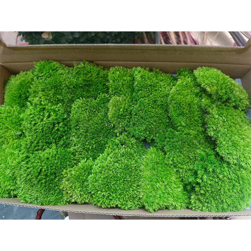 Wholesale/Supplier Hot Seller Home/Wedding/ Wall Decoration Preserved Reindeer Green Hair Moss