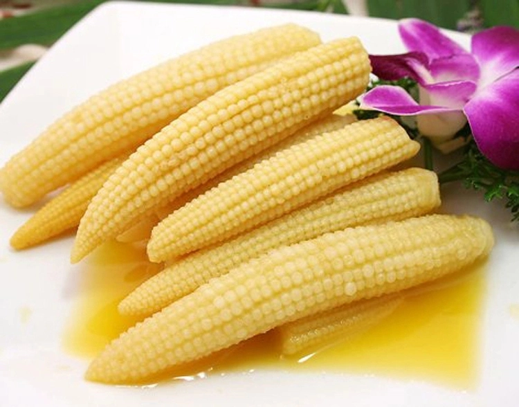 Canned Baby Corn Whole in Brine with Goodd Price