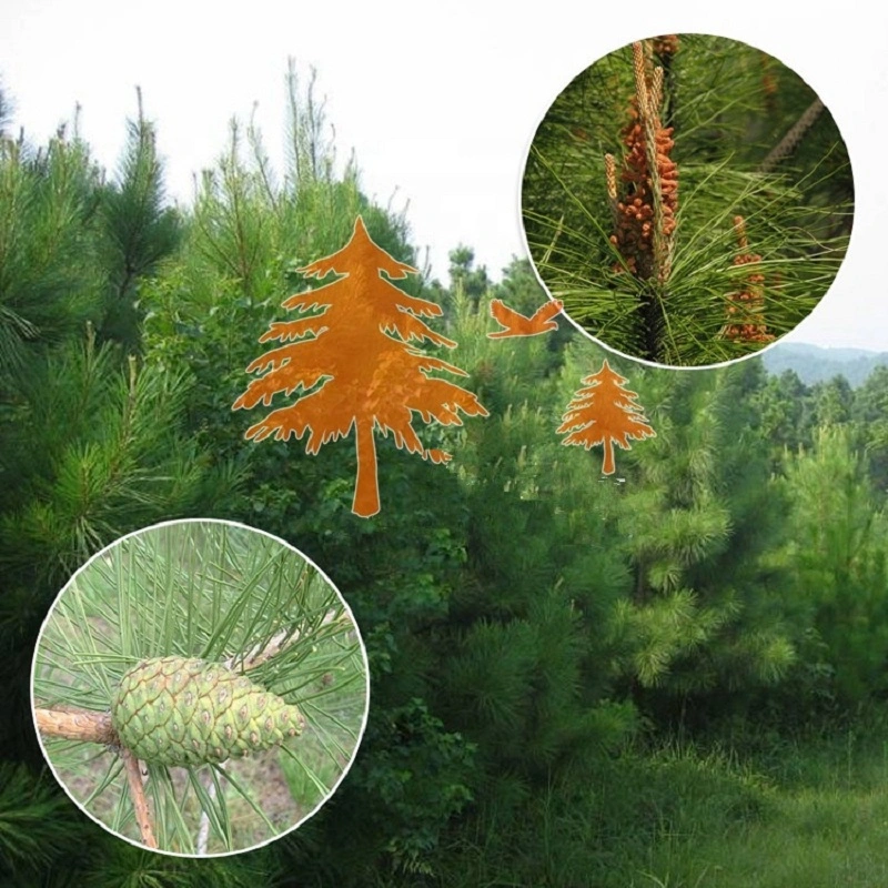 S320 Ma Wei Song Wholesale/Supplier Bulk Dried Plant Seeds Chinese Red Pine Seeds