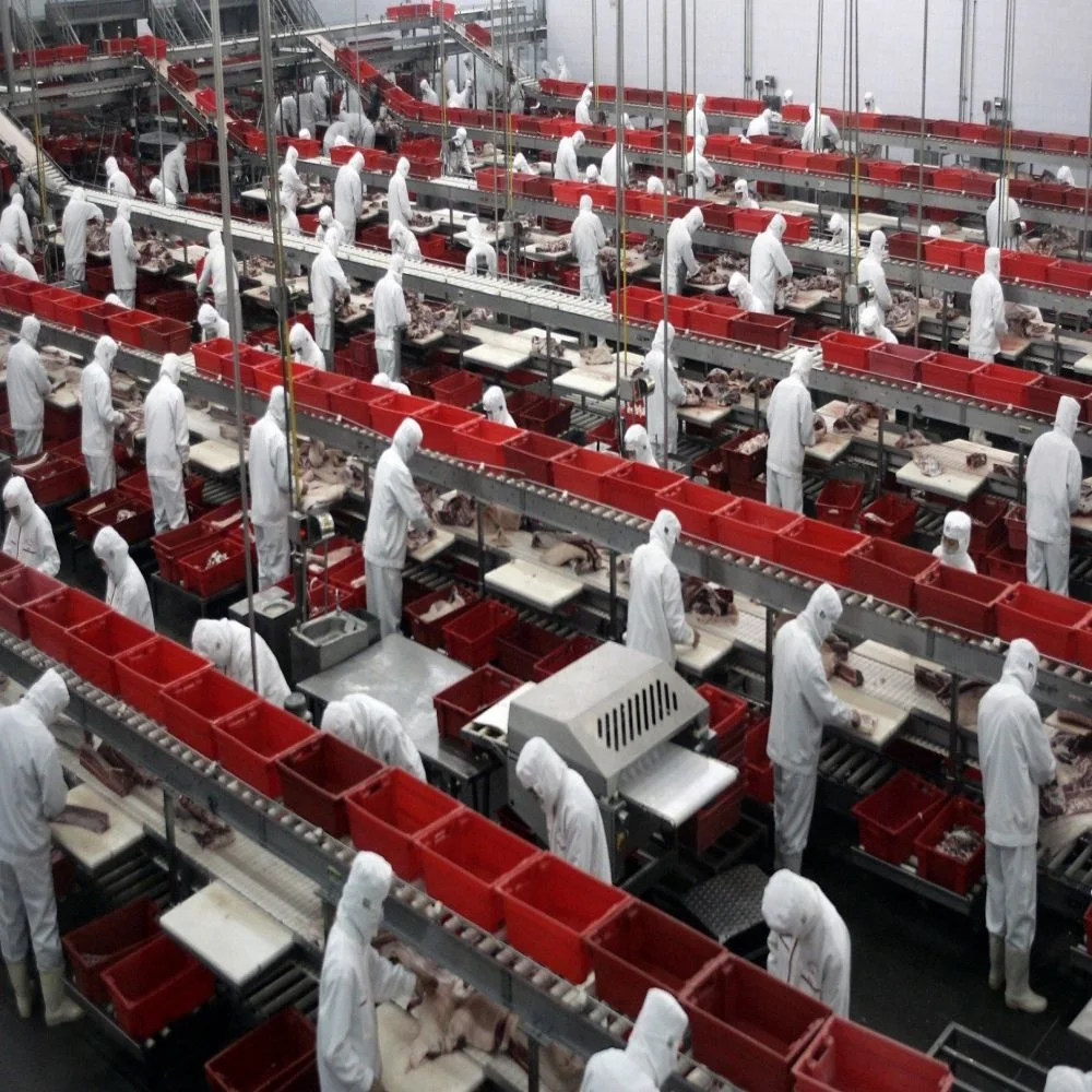 Beef Meat Trimming Conveyor Line in Slaughter House