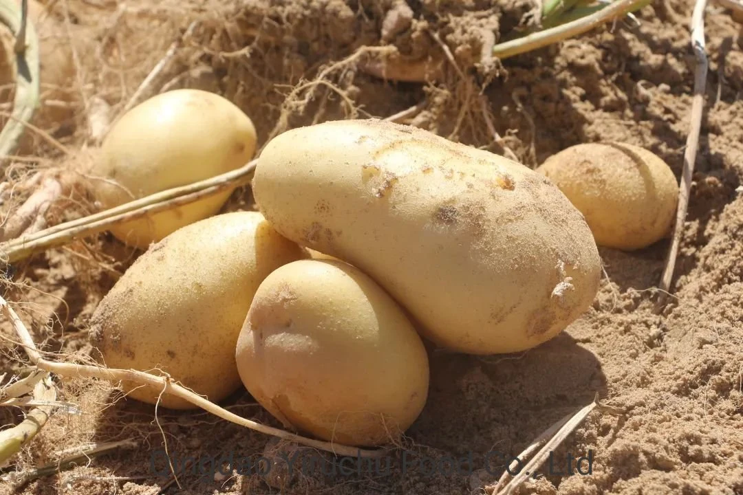 Good Price Fresh Whole Potatoes with High quality/High cost performance  From China