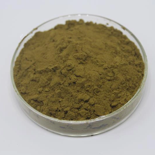 Health Care Supplement Polyphenols Echinacea Purpurea Extract Powder