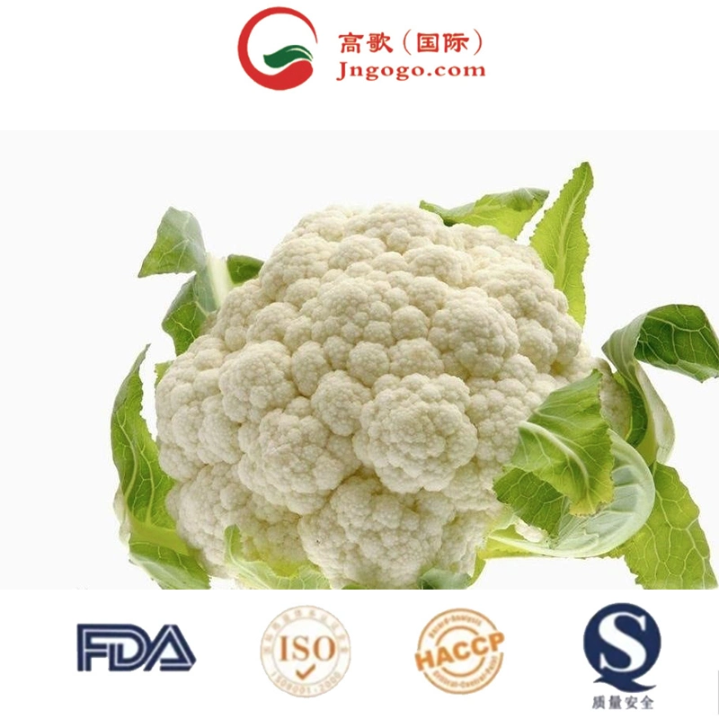 China Exporta Coliflor Fresca al por Mayor