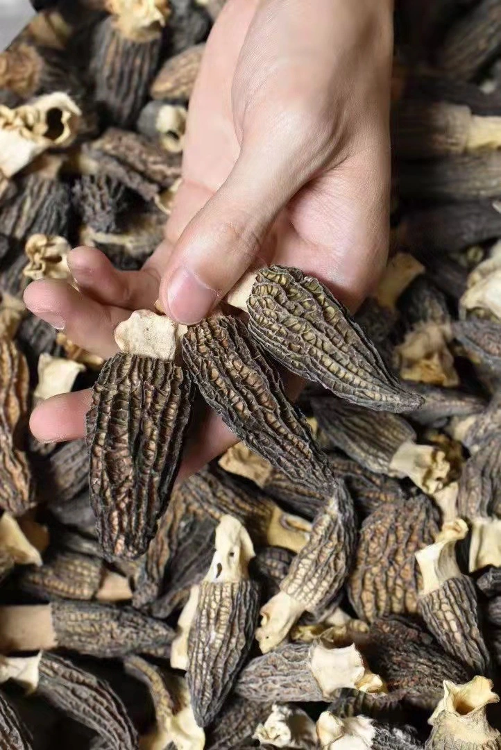 Factory Direct Supply Dried Morel Mushroom