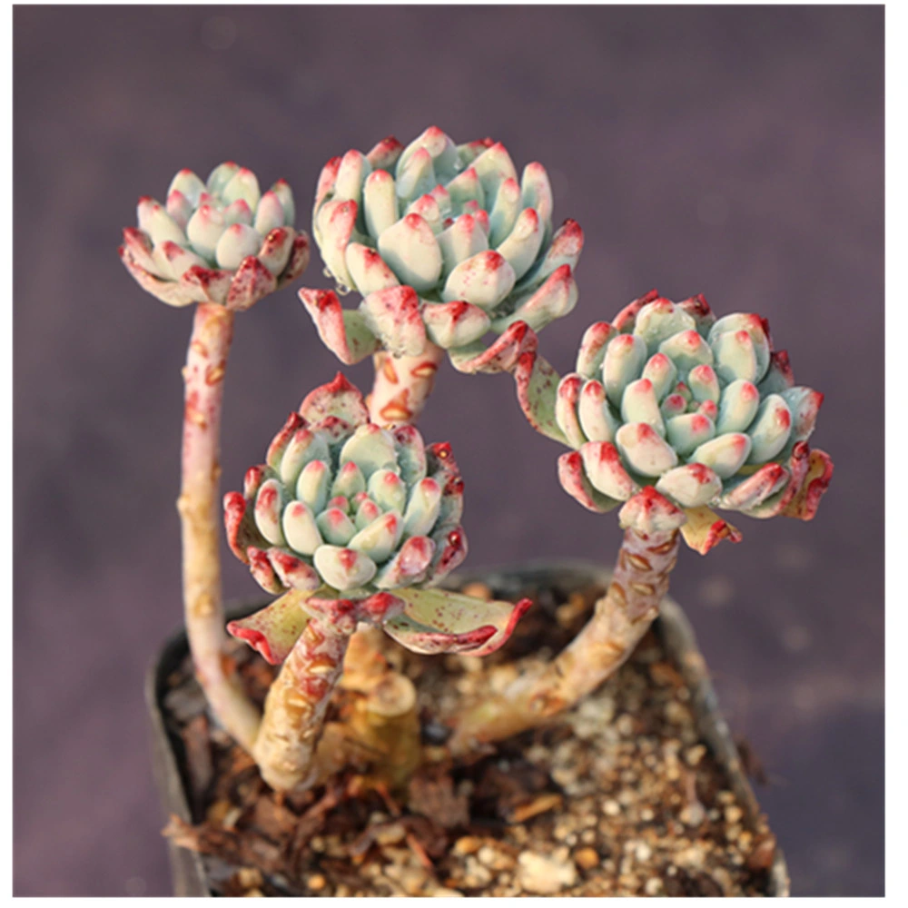 Wholesale/Supplier Nursery Live Plants Succulent Plants Plant Nursery Home Decor