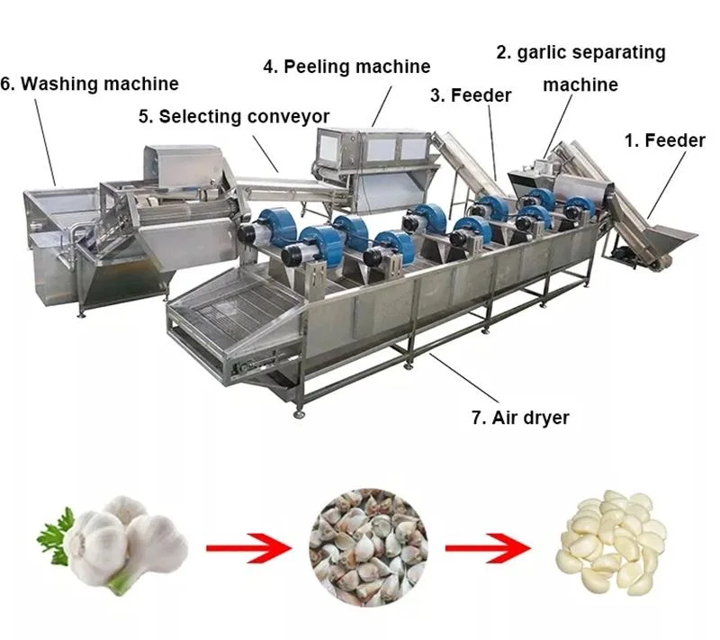 China fábrica vertical cadena Tipo Ajo Peeling máquina Ajo Peeler Máquina separadora