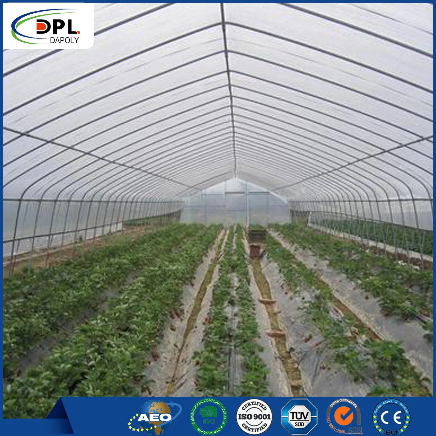 PE Transparent Greenhouse Anti Insect Net for Plant, Agriculture Net Anti-Insect Net Global Hot Sale