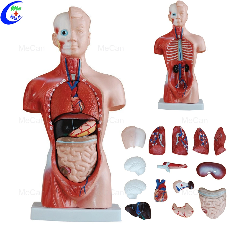 Anatomía Humana Anatomía del Cuerpo de doble sexo torso humano Modelo de Educación Médica Boby Anatomía Humana modelo para la enseñanza