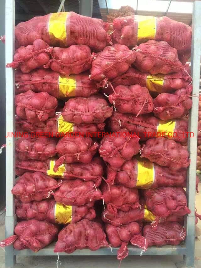 Fresh Red Onoin 5-8см,3-7см,8 см вверх пакет мешков сетки Top Quality Хороший опыт обслуживания Производство прямых поставок Shallot Китай происхождения Оптовая торговля Свежий красный лук 21