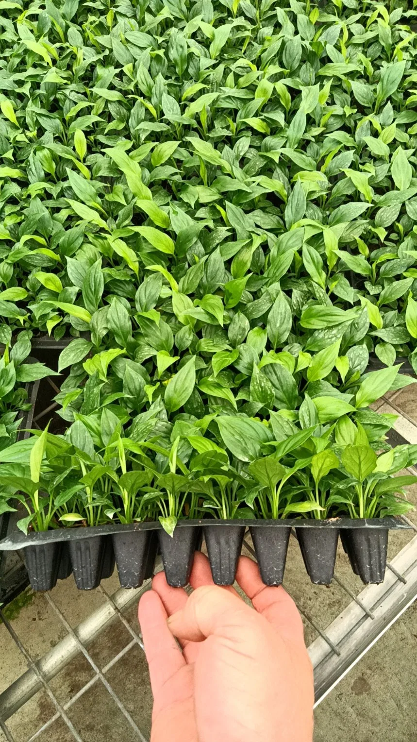 Spathiphyllum Mojo Blühende und Foliage Junge Pflanzen