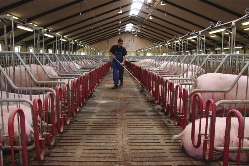 Egebjerg Económico diseño de equipamiento de granjas porcinas de pluma de la gestación de cerdo de acero inoxidable