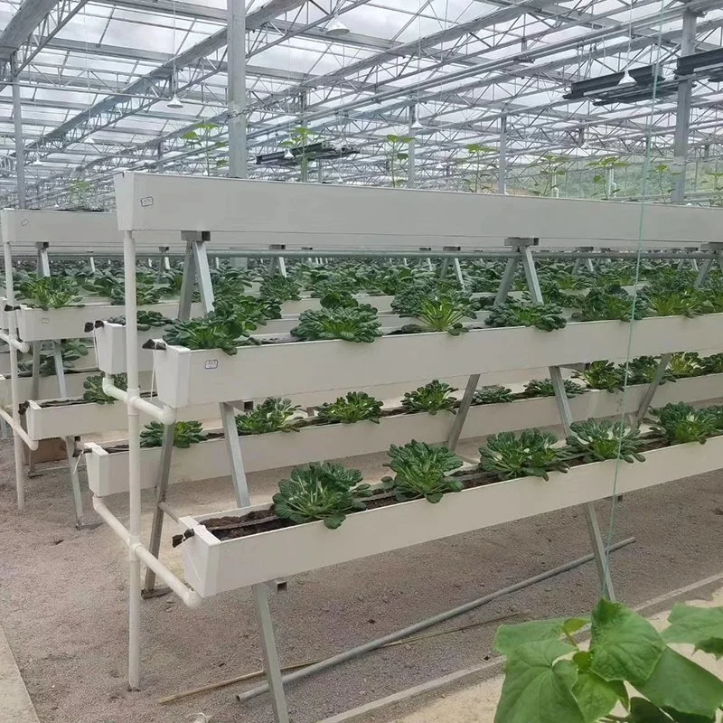 Invernadero de vidrio para el Tomate y Lechuga/Plantación de fresas con sistema de riego hidropónico