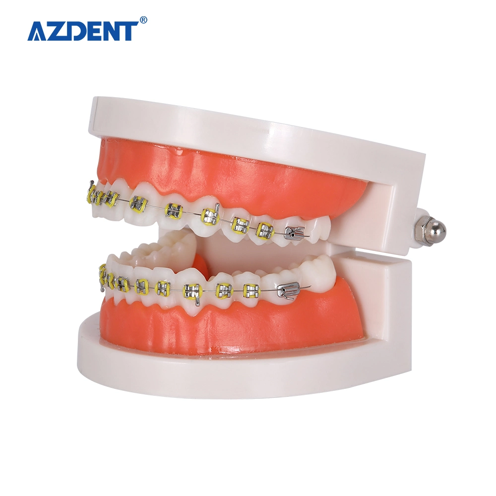 Modelo de dientes dentales de ortodoncia Azdent / Modelo de Soporte