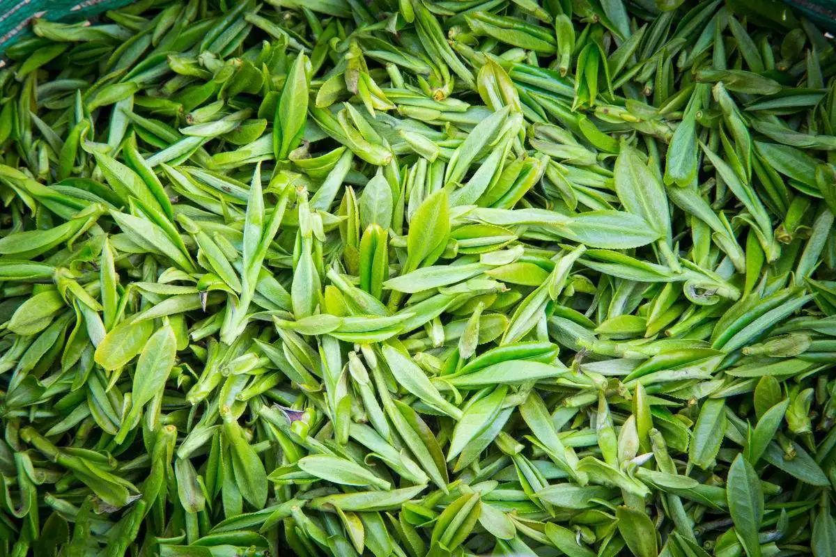 El té verde orgánico en polvo para bebidas naturales con precios competitivos