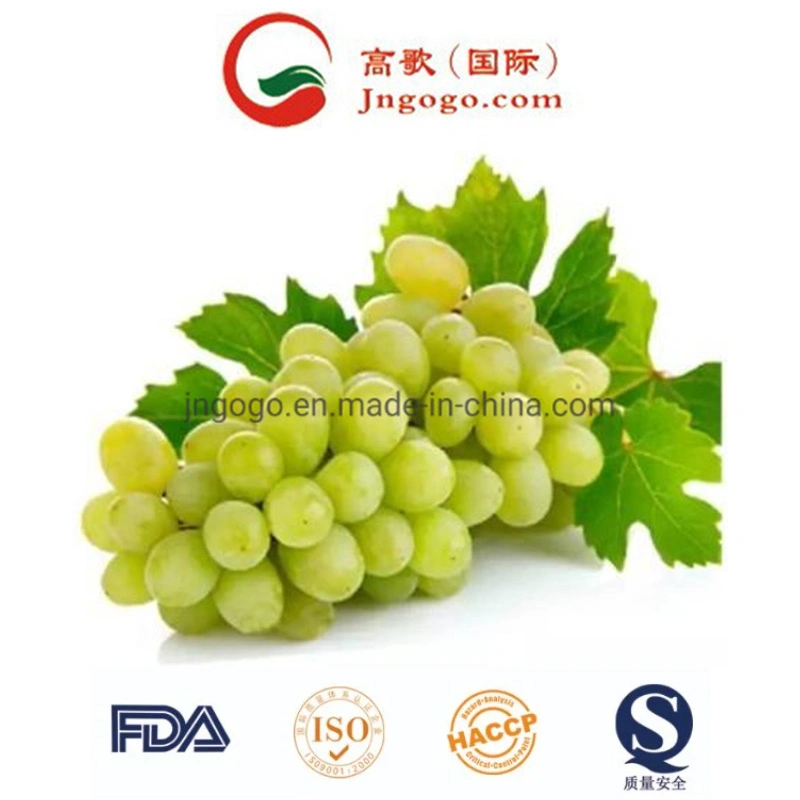 New Crop High Quality Fresh Green Grape for Exporting