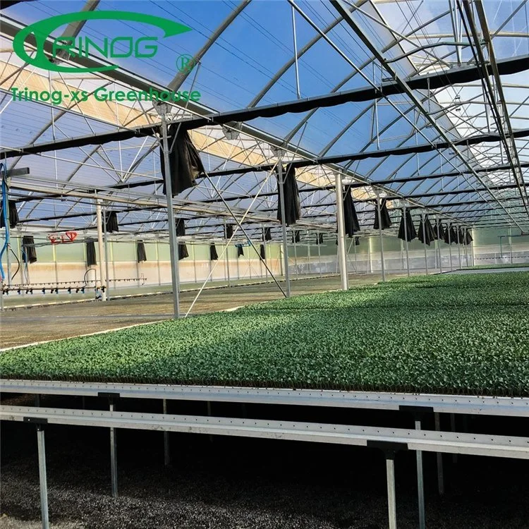 High quality/High cost performance High Tech Plastic Film Multi-span Greenhouse for Hydroponics Growing