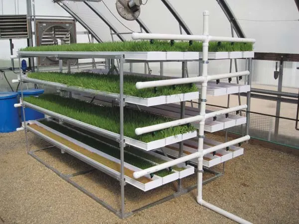 Hydroponic Nft Microgreen Fodder System Plastic Tray for Wheat Crops