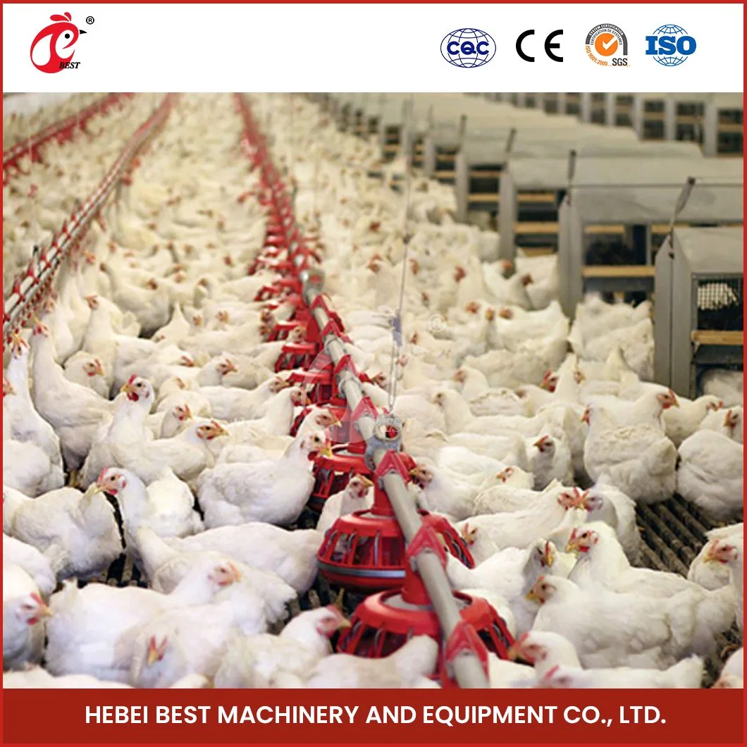 Bestchickencage Broiler Deep Litter System Sample Available China Easy Installation Feature Broiler Poultry Farming Deep Litter System Manufacturer