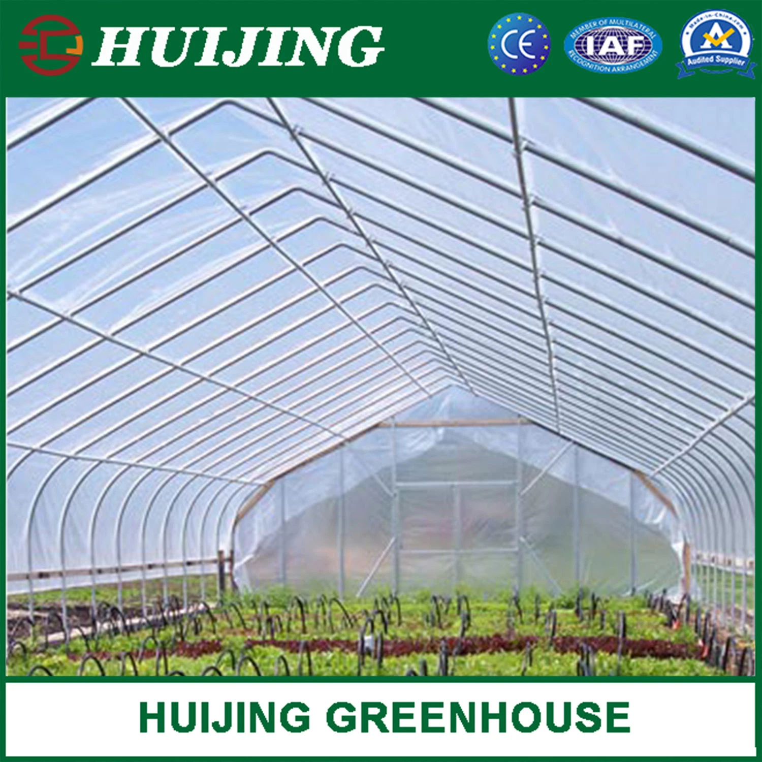 Professional Single Tunnel Plastic Film Covered Greenhouses for Breeding/Beans