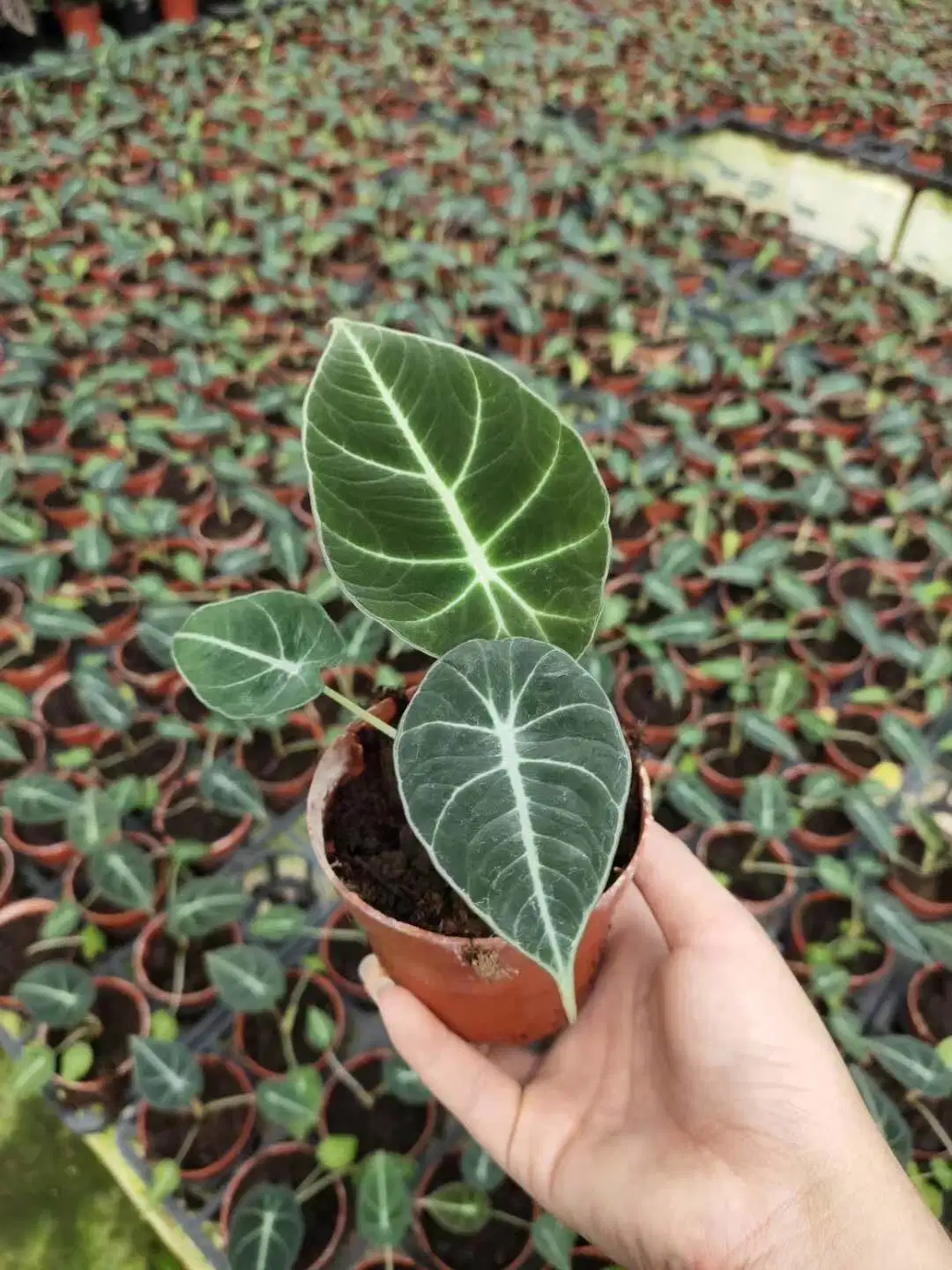 Las plantas reales Alocasia Violeta Negro