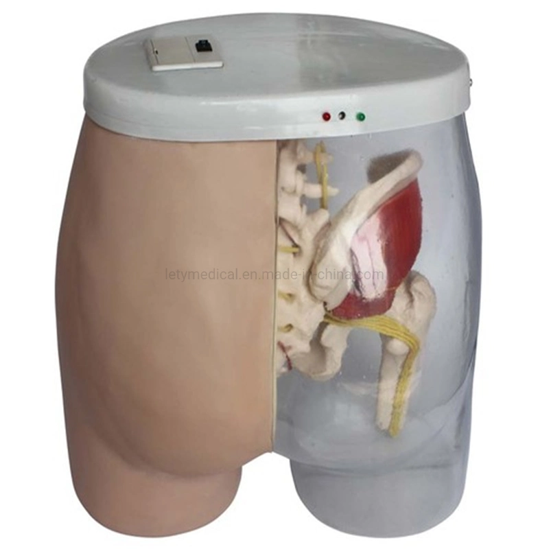 Intramuscular Injection Model Lnjection Pad Buttock Injection Model Lntramuscular Injection Model