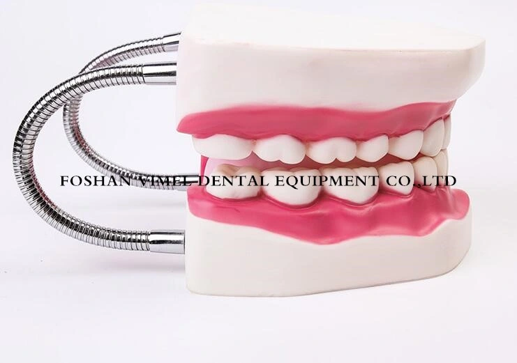 Dental Teeth Models 6X Used for Teaching Study and Hospital Dentist Material