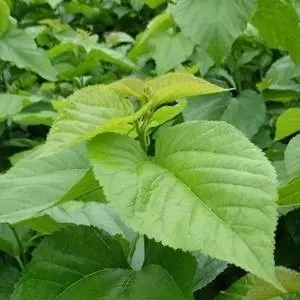 Wholesale/Supplier Natural Herb Detox thé séché Mulberry Leaf Tea