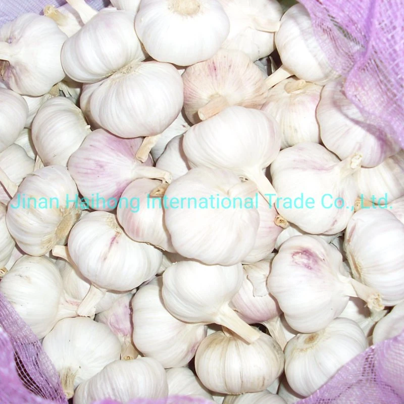 Fresh Crop Top Grade Normal White Garlic in Mesh-Bag