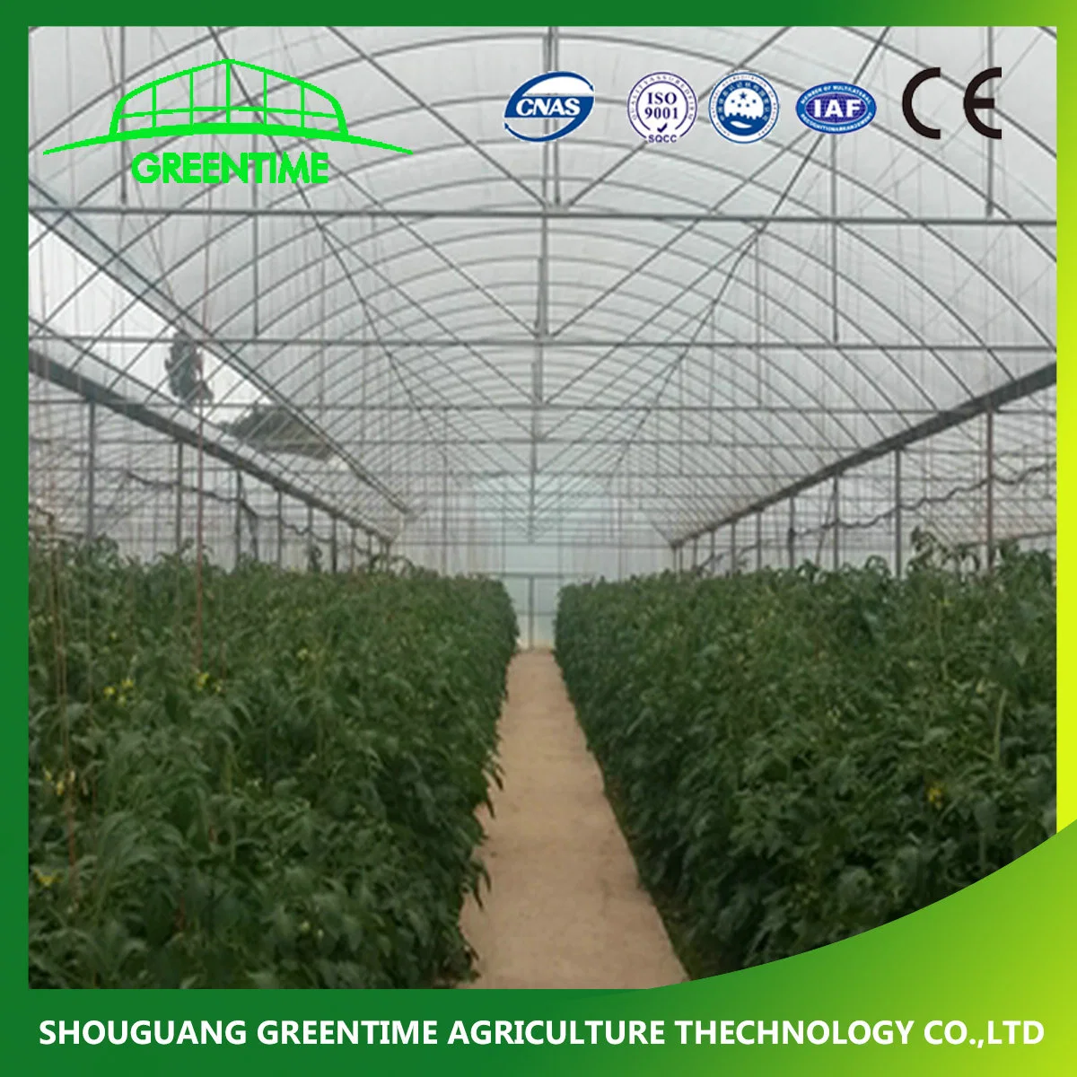 Hot Sale Multi-Span PE/PE Plastic Film Agricultural Greenhouse for Tomato/ Lettuce Planting