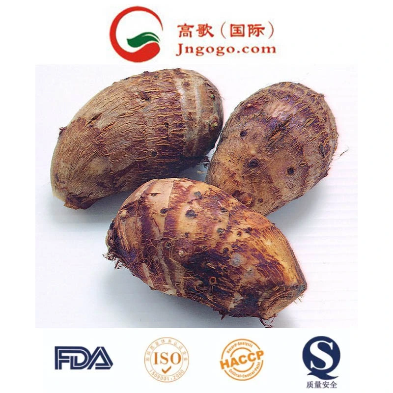 New Crop/Top Quality/Fresh Taro (60-80g)