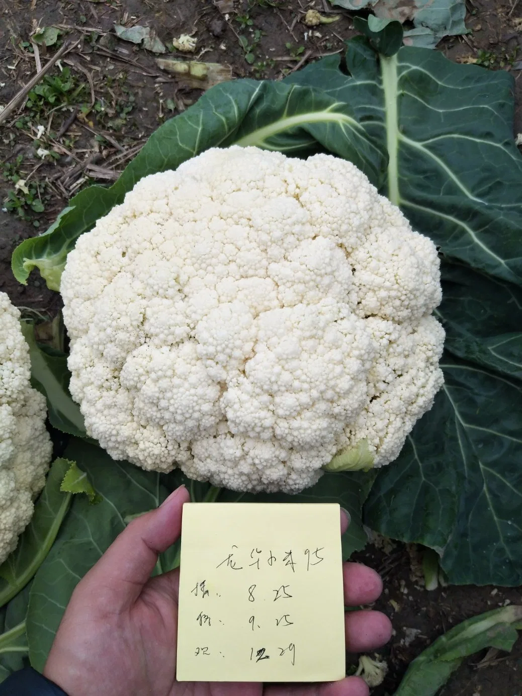 Madurez tardía enfermedad de dureza fría resistencia White Cauliflower semillas para Plantación