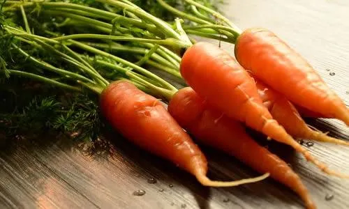 Bulk New Harvest Fresh Carrot with Low Price Red Healthy Carrots