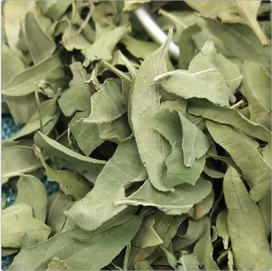 Luo Bu Ma Factory Supplies Wholesale/Supplier Bulk Natural Herb Medicine Apocynum Venetum Leaves for Health