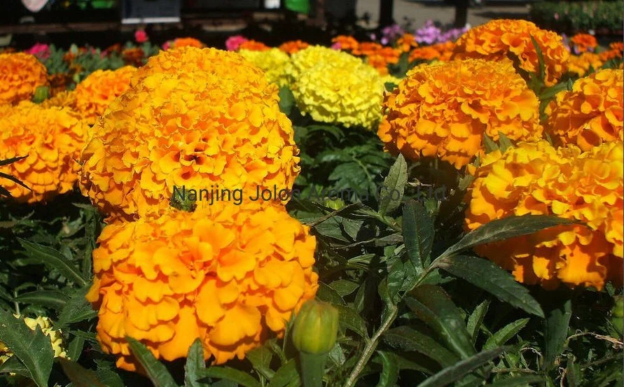 El aceite natural de Tagetes; Natural Aceite esencial; CAS: 8016-84-0.